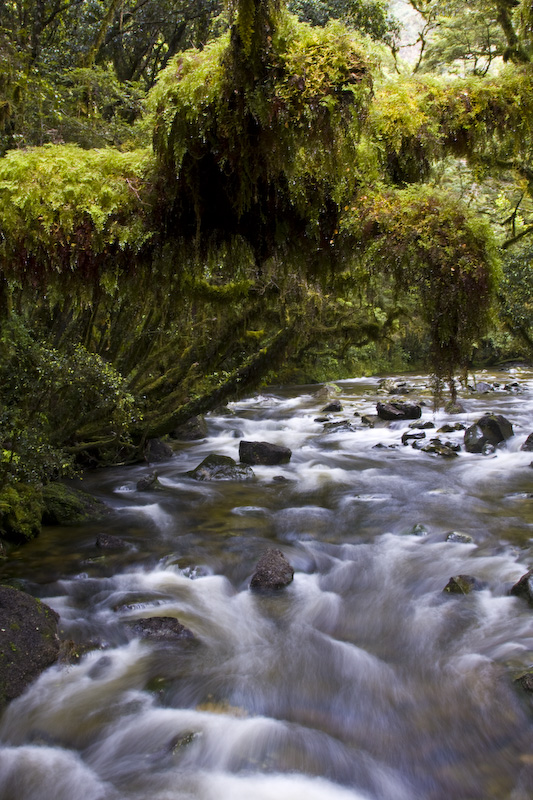 Ephipyte Covered Tree Overhanging Creek